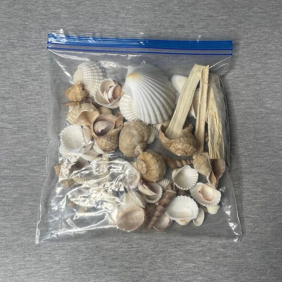 Target Threshold Beach Sea Shells Vase Filler Decor - Picture 3 of 5